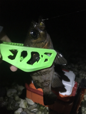 お隣の魚はよく釣れる(笑)