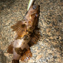 シャロー&サーフメバリング