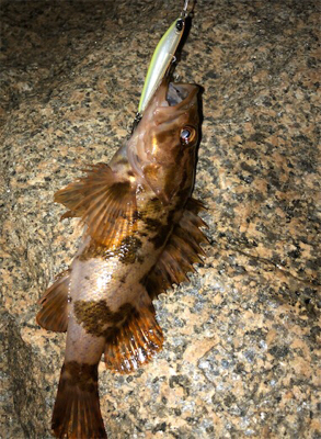 シャロー&サーフメバリング