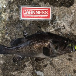 平成最後の釣行！？