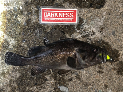 平成最後の釣行！？