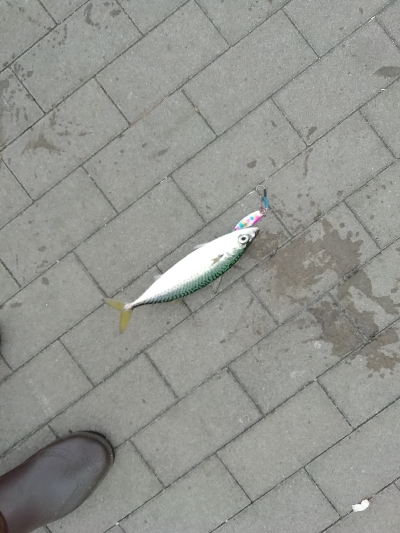 一年以上ぶりの