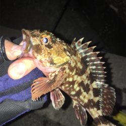 ライトゲーム は楽しいよね〜