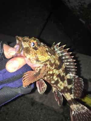 ライトゲーム は楽しいよね〜