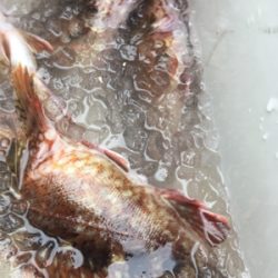 青イソメでガシラ!