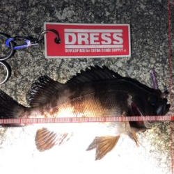 サクッとメバル