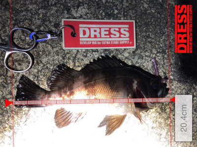 サクッとメバル