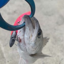 遅出もあっさりフィッシング♫