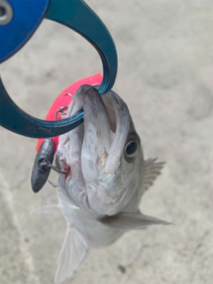 遅出もあっさりフィッシング♫