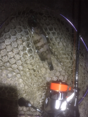 メバル・アジ・ガシラ