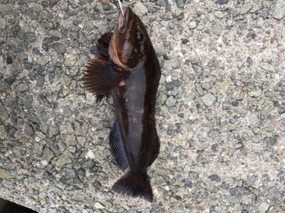 テトラで落とし込み