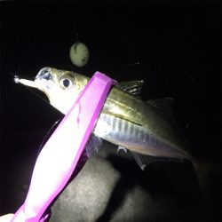 泉南フロートメバル&アジ