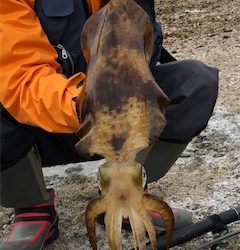 平成最後の春イカ❗️❗️❗️