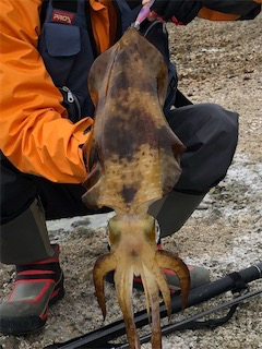 平成最後の春イカ❗þ…