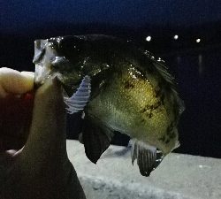 2019年4月30日釣行in岐志漁港&船越漁港