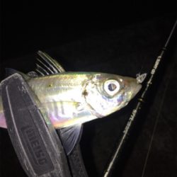 メバルを狙いに