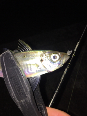 メバルを狙いに