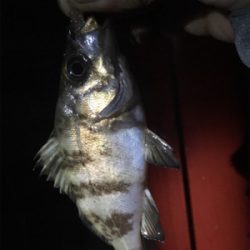 サイズアップならず