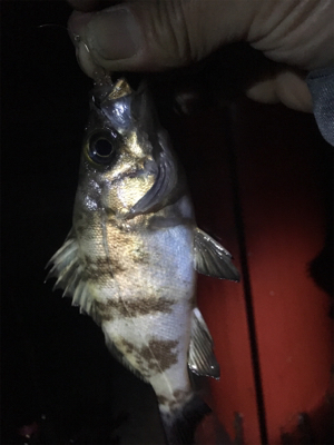 サイズアップならず