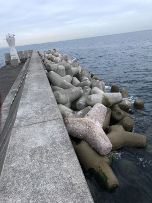 須磨一文字のチヌ