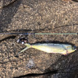 シーズンイン！紀東ライトロックフィッシュゲーム！