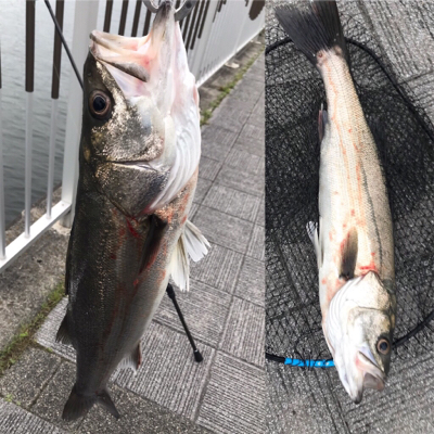 ガツンと丸飲みスズキさん