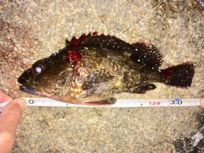 カレイより大きなフグ