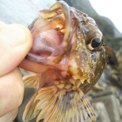 今日も釣れます!