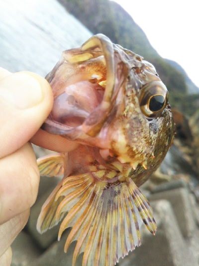 今日も釣れます!