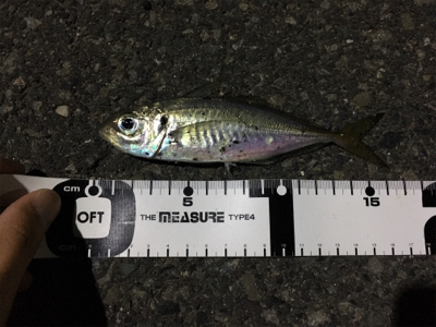 ナイトアジング