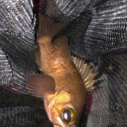 元号またぎライトゲーム