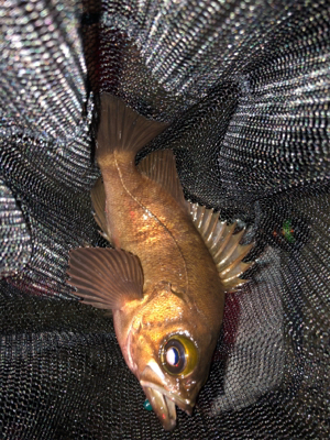 元号またぎライトゲーム