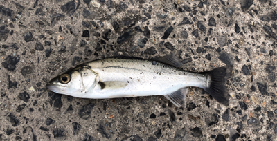 平成最後のアジング釣行