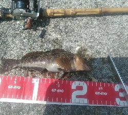 コブダイをバラス