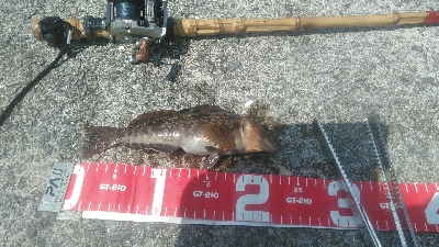 コブダイをバラス