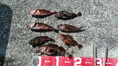 コブダイバラシ3回、ガシラ祭り