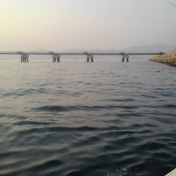 ロックフィッシュショート便