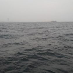 ロックフィッシュショート便参戦‼️