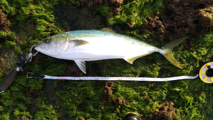 ダイソージグ40gでガンド　70センチ