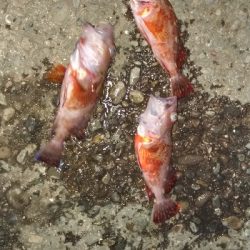 4/20釣果 天気は良かったけど渋かった