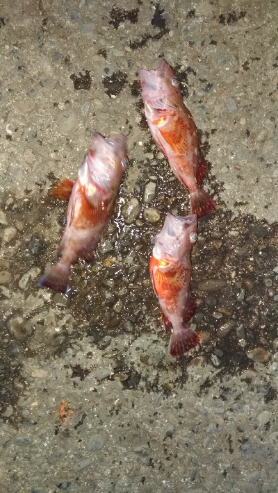 4/20釣果　天気は良かったけど渋かった