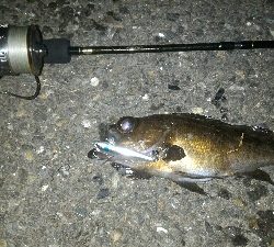 ベイトよりちょい下のレンジ