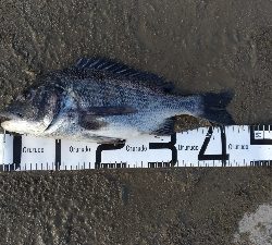 4/27釣果　チヌ45,38,36センチ