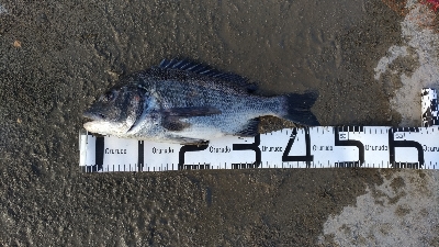 4/27釣果　チヌ45,38,36センチ