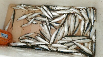 土佐市宇佐の中堤防にて（奥田釣具店さんの渡…