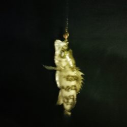 メバルが釣りたくて