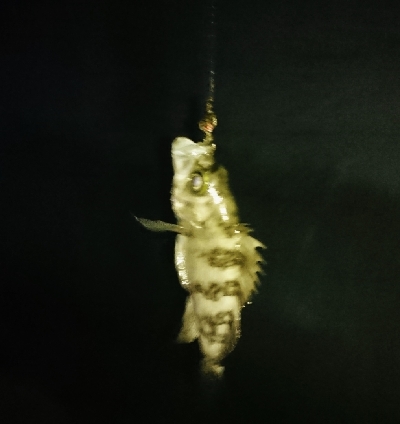 メバルが釣りたくて