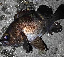 満月メバリング