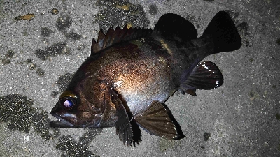 満月メバリング