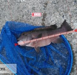 強いコブダイに会いに行く